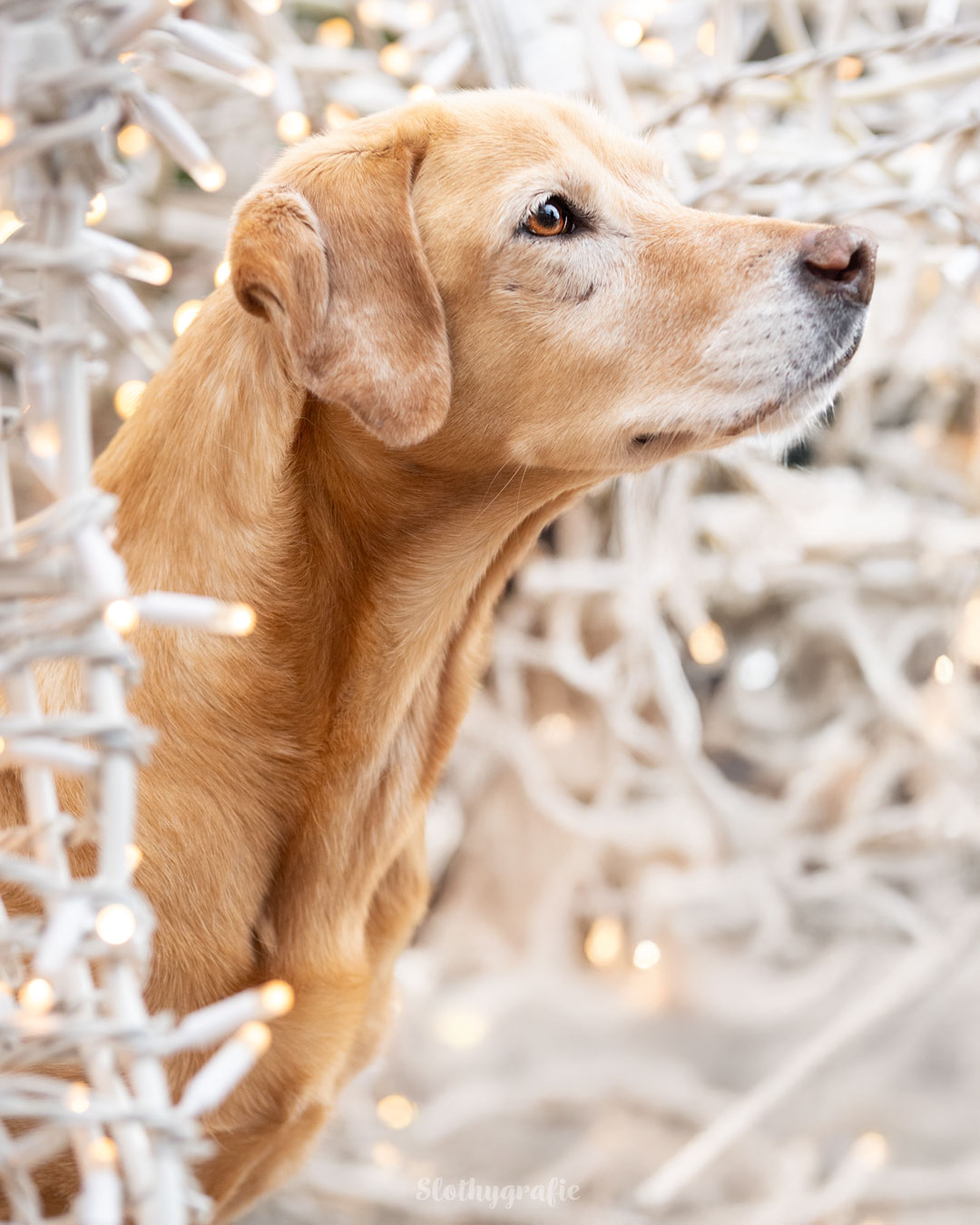 Weihnachtsshooting mit Hündin Indi auf dem Weihnachtsmarkt bei der Motorworld