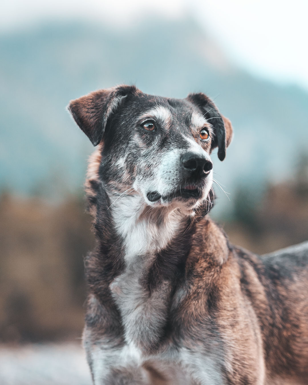 Hundeshooting mit Jack in den Bergen