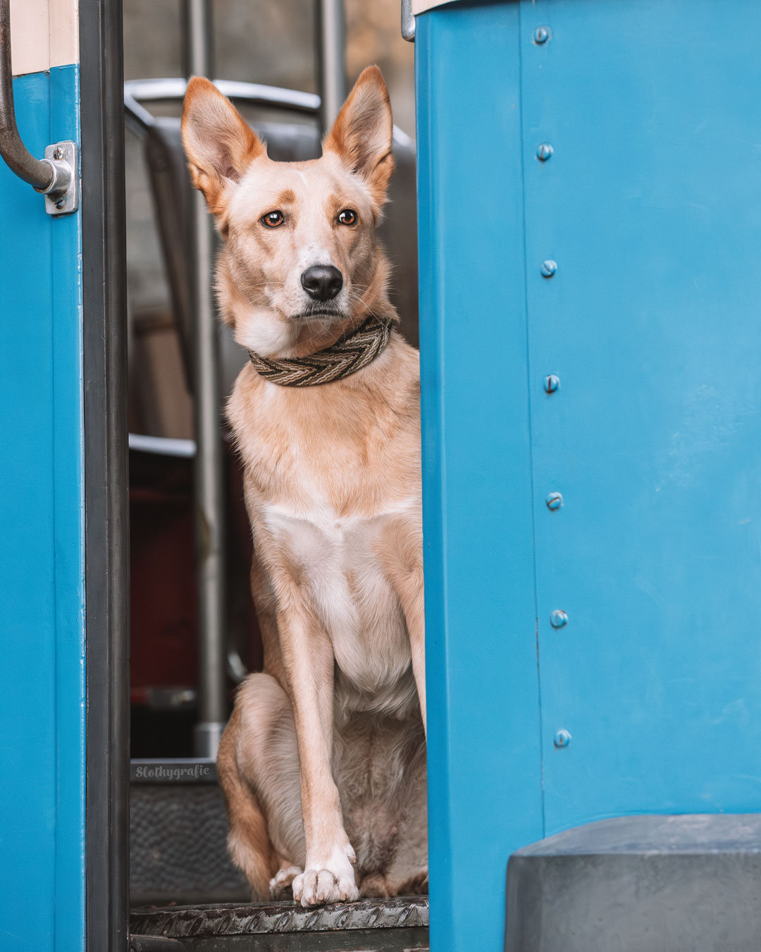 Lotti beim Hunde Fotoshooting bei München 