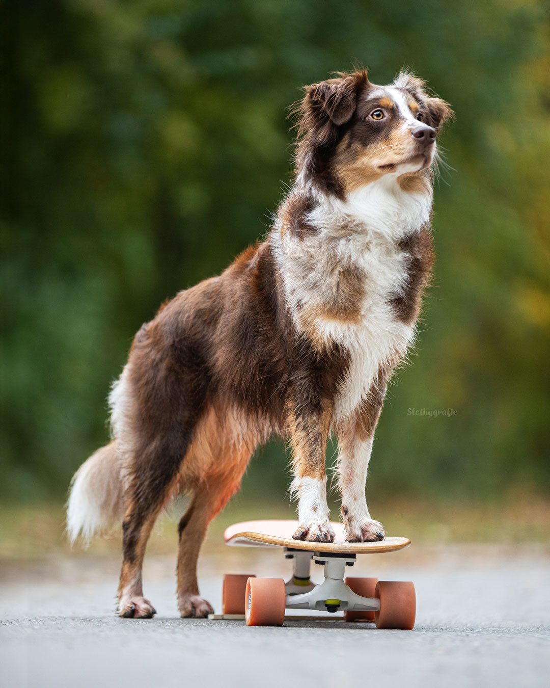 Social Media Hundefotografie mit Luna am See