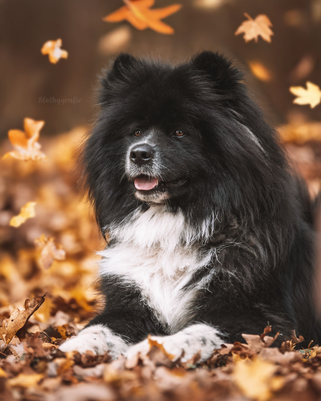 Herbstliche Hundefotos mit Marlon beim Hundeshooting beim Fotowalk rund um München