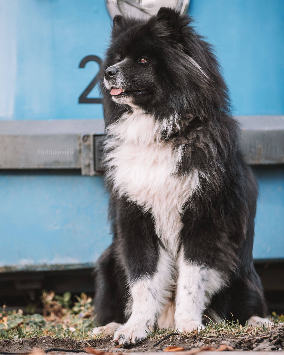 Hundefotos mit Marlon beim Hundeshooting beim Fotowalk rund um München