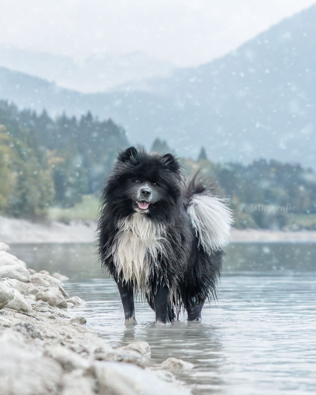Marlon am Sylvensteinspeicher