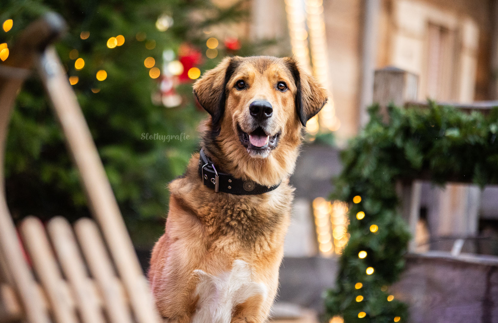 Nacho beim Hunde Fotoshooting auf dem Weihnachtsmarkt