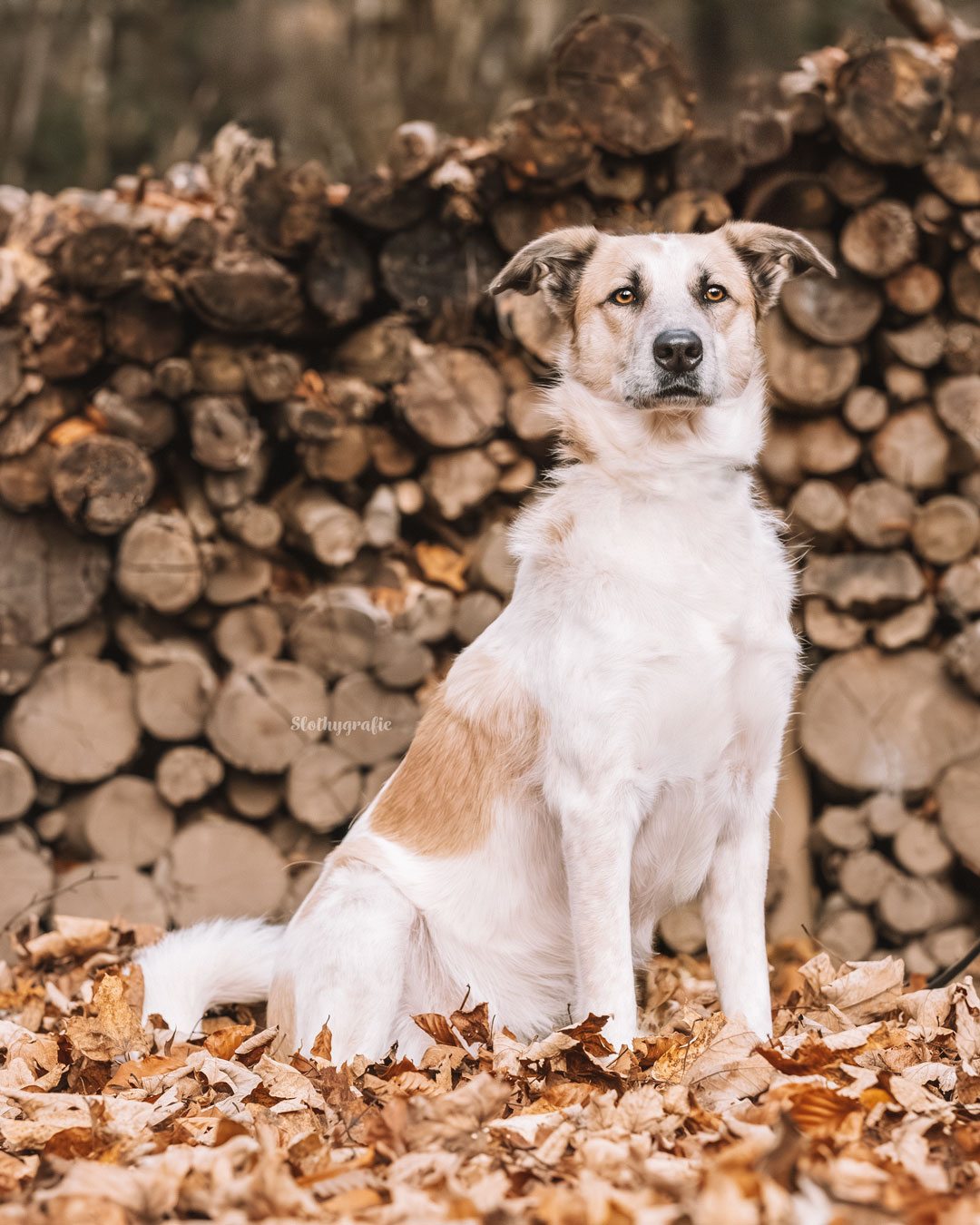 Herbstliche Hundefotos mit Ruby beim Hundeshooting beim Fotowalk rund um München