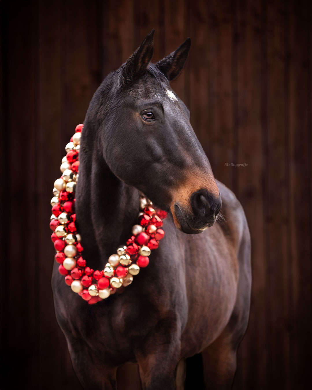Weihnachts Pferdeshooting in Aresing