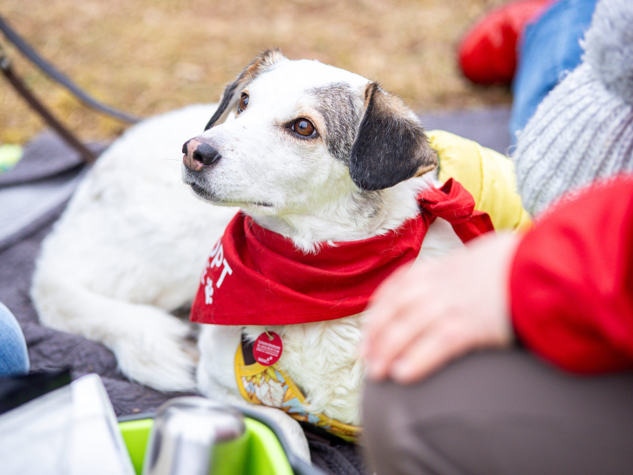 Alma auf dem Bark Date