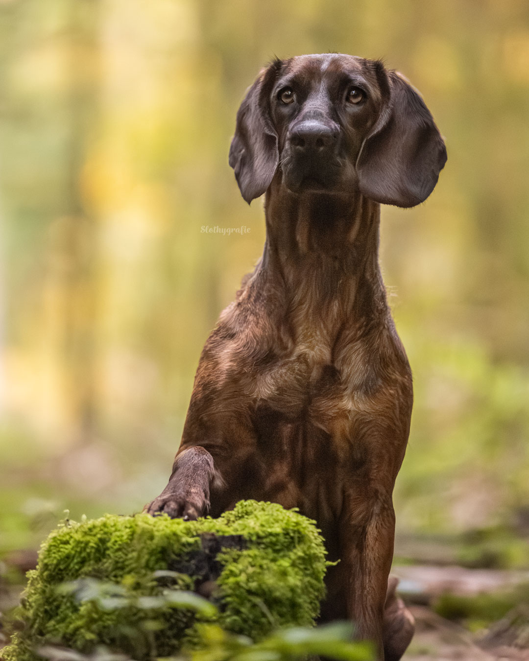Alma beim Jagdhundeshooting in Blaustein