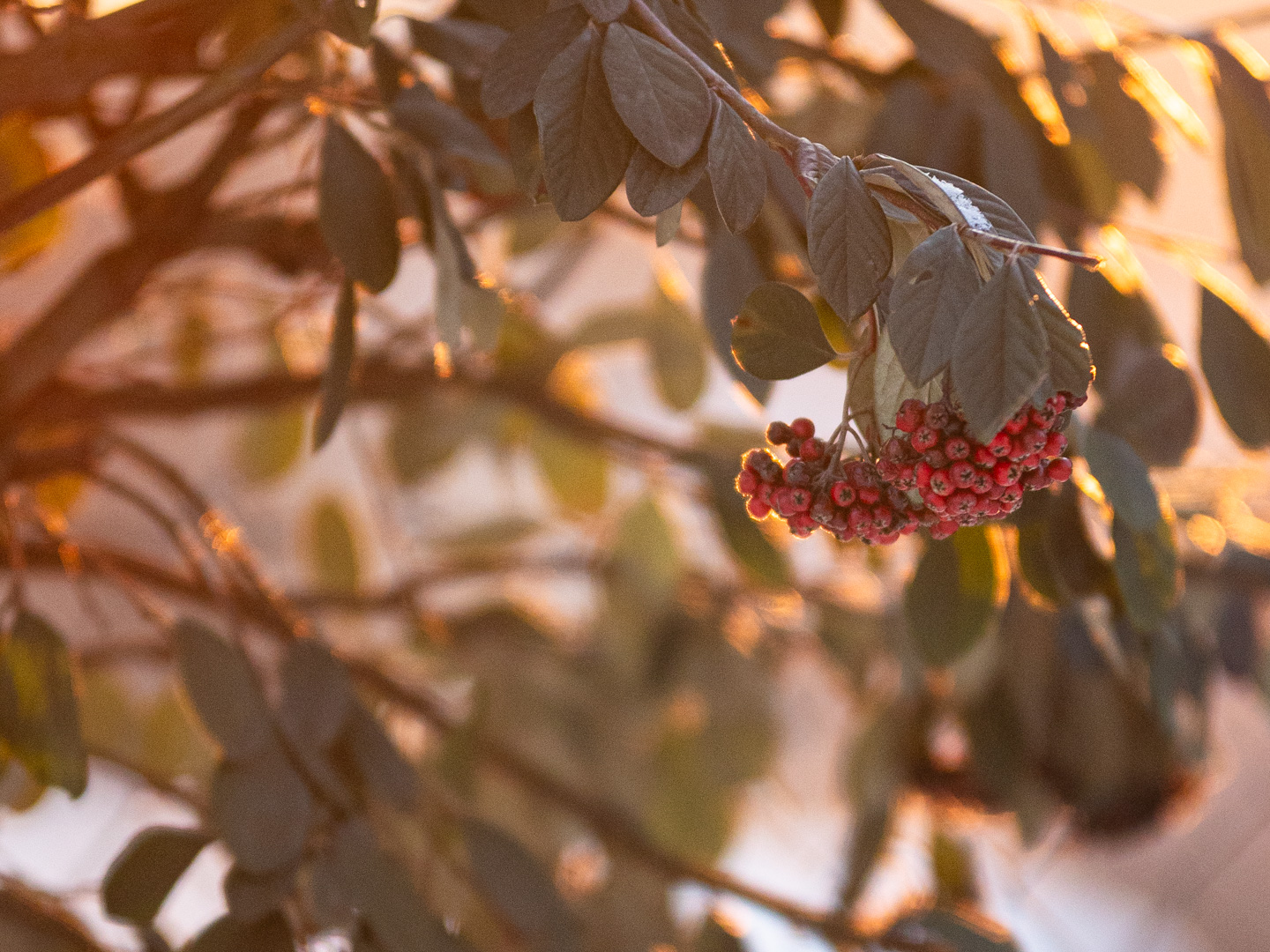 Landschaftsfotografie von Beeren im Sonnenuntergang bei Schnee