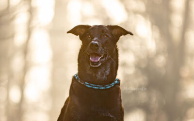 Hundeshooting im Dezember – Magisches Gegenlicht im Nebel von Heidenheim an der Brenz