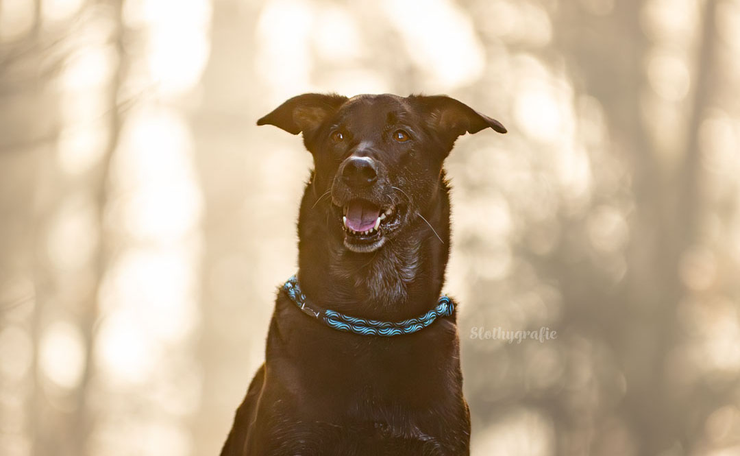 Hundeshooting im Dezember – Magisches Gegenlicht im Nebel von Heidenheim an der Brenz