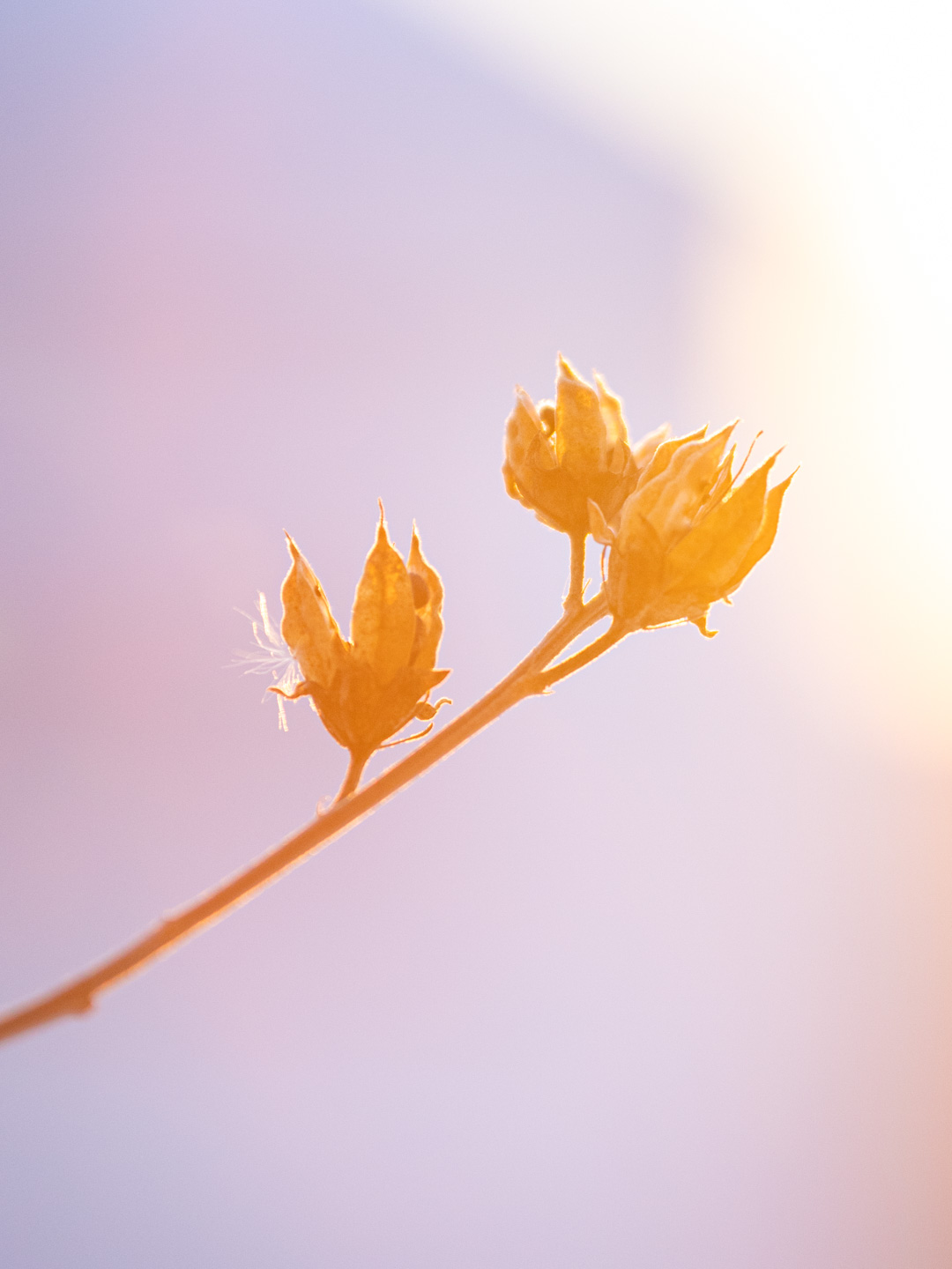 Fotografie von Blumen im Gegenlicht 