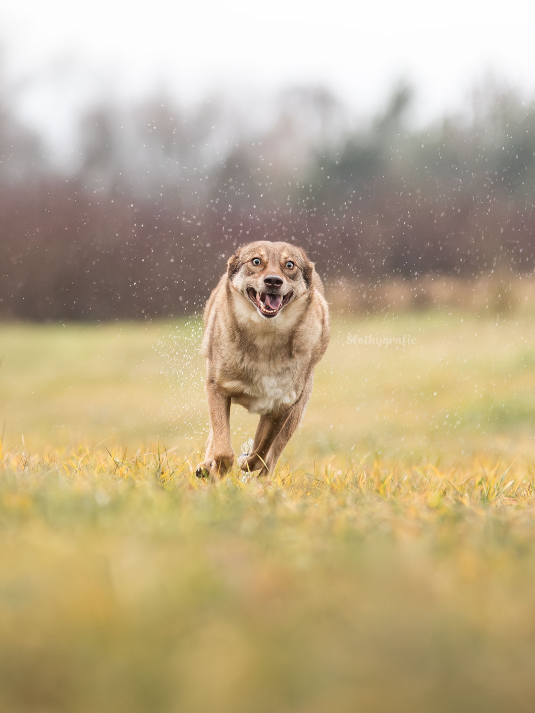 Fotowalk: Actionshoot mit Chewie