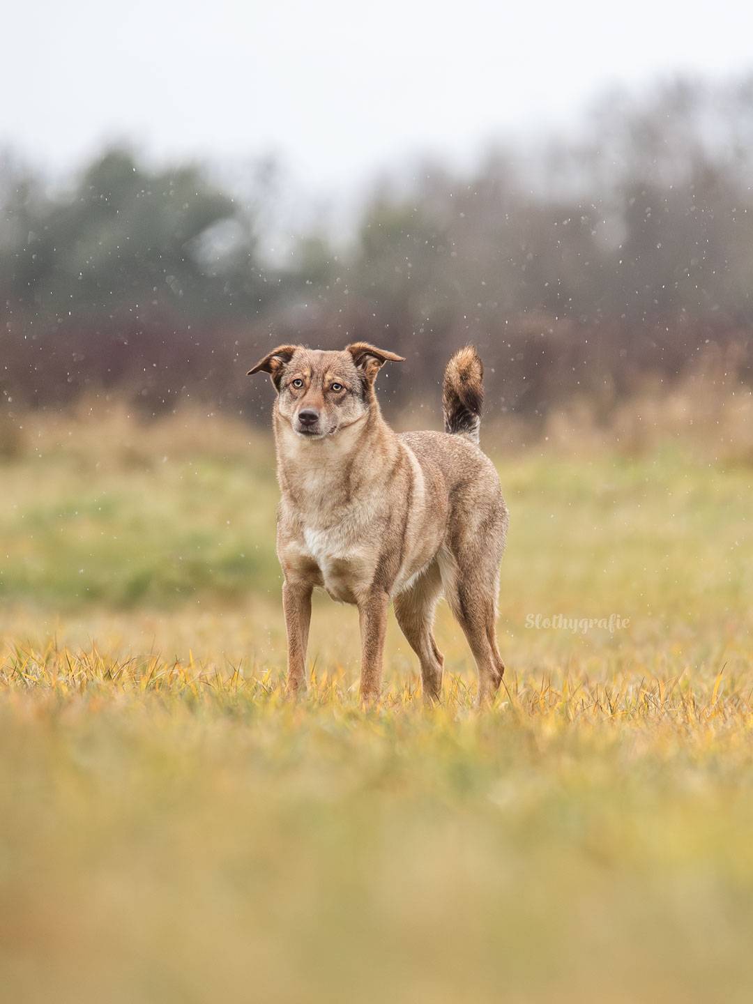 Shooting auf Gleisen mit Chewie
