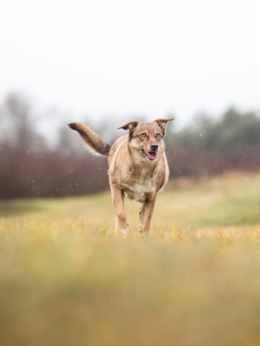 Chewie auf dem Fotowalk auf Gleißen