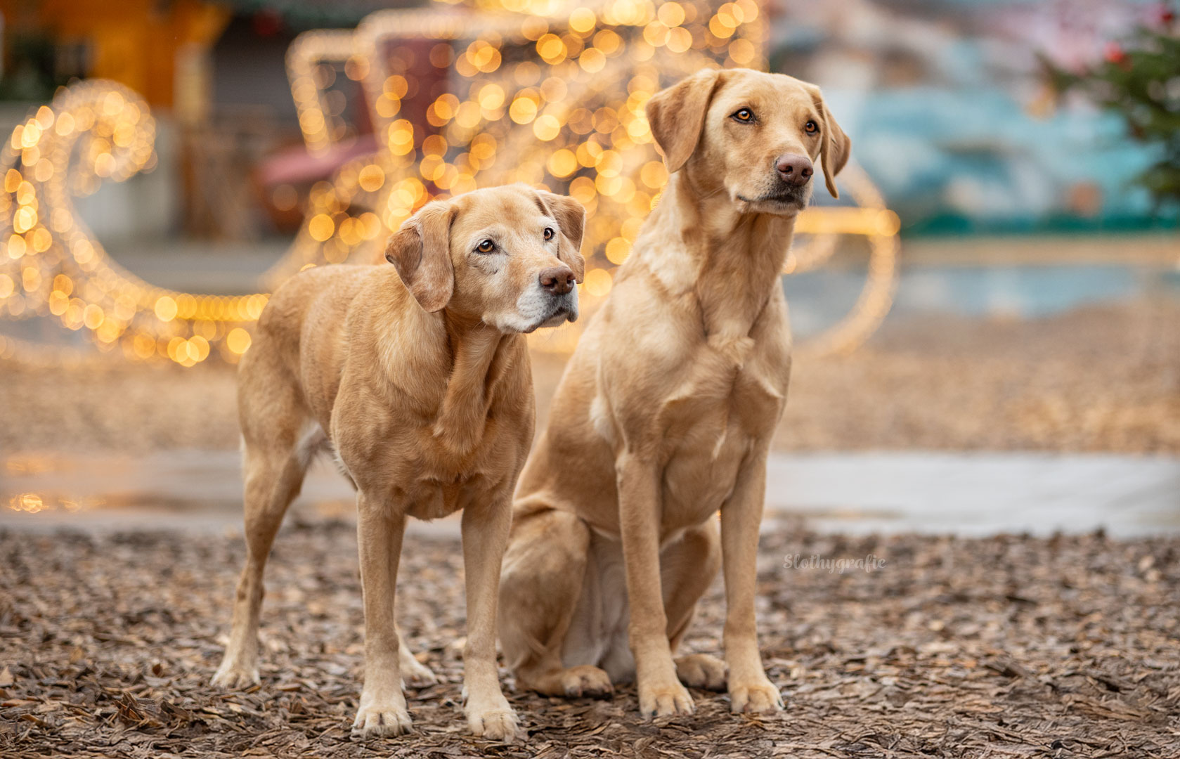 Zwei Labradore beim Weihnachtsmarkt Hundeshooting in der Winterworld an der Motorworld München