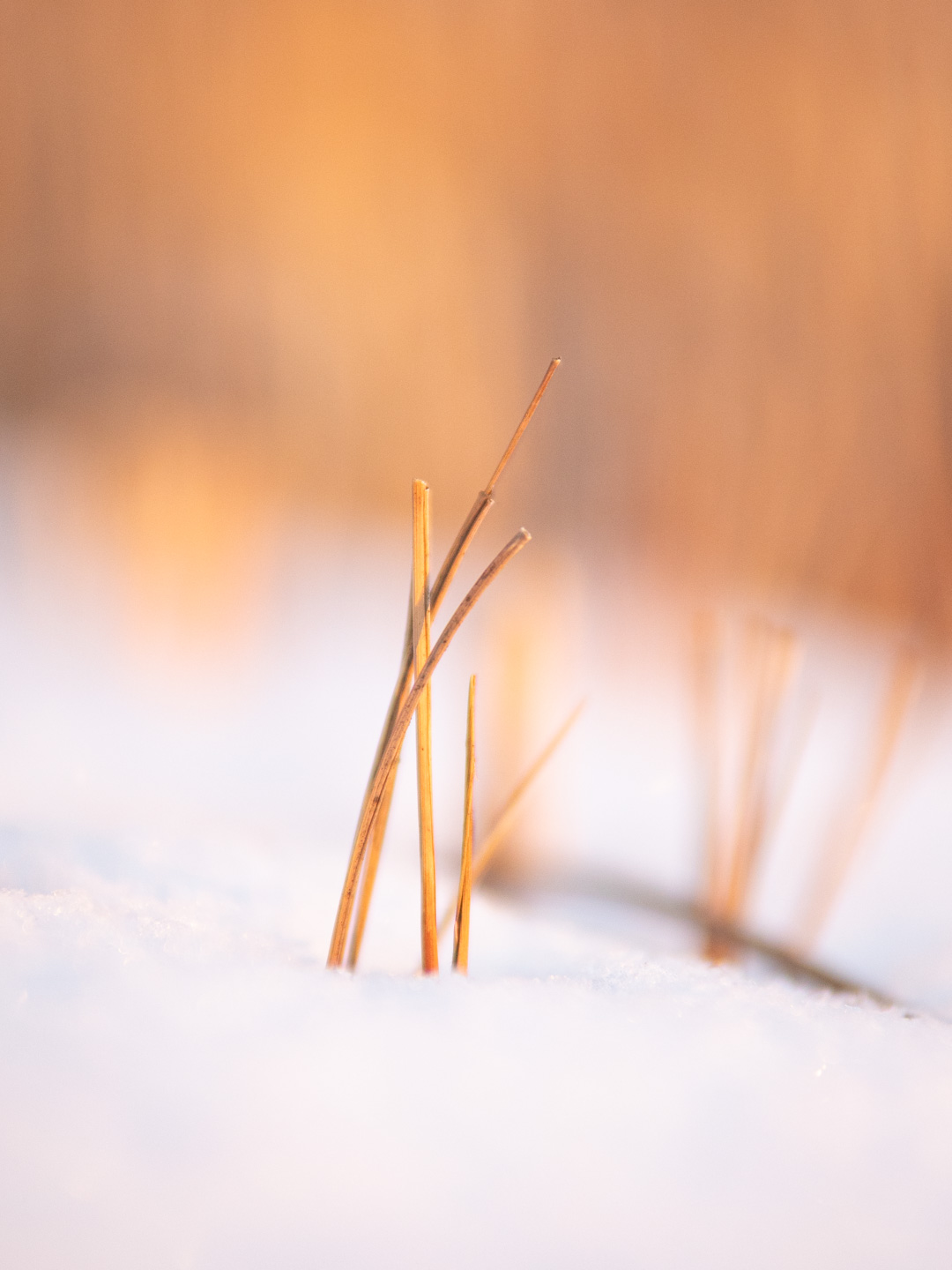 Detailaufnahme von Gras im Schnee