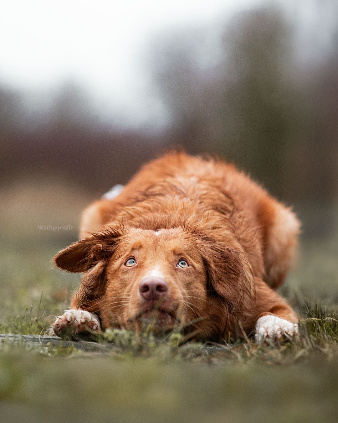 Hundeshooting auf dem Fotowalk mit Haily