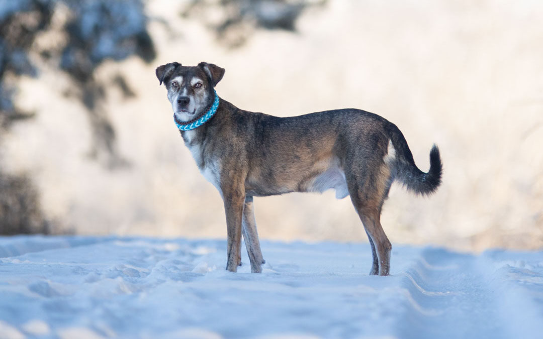 Hundeshooting in Zöschingen – Winterzauber mit Seniorhund Jack 🐾❄️