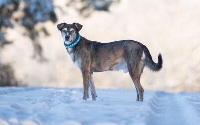Hundeshooting in Zöschingen – Winterzauber mit Seniorhund Jack 🐾❄️