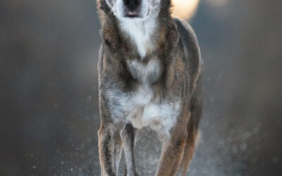 Winterzauber im Schnee – Hundeshooting & Landschaftsfotografie im Januar