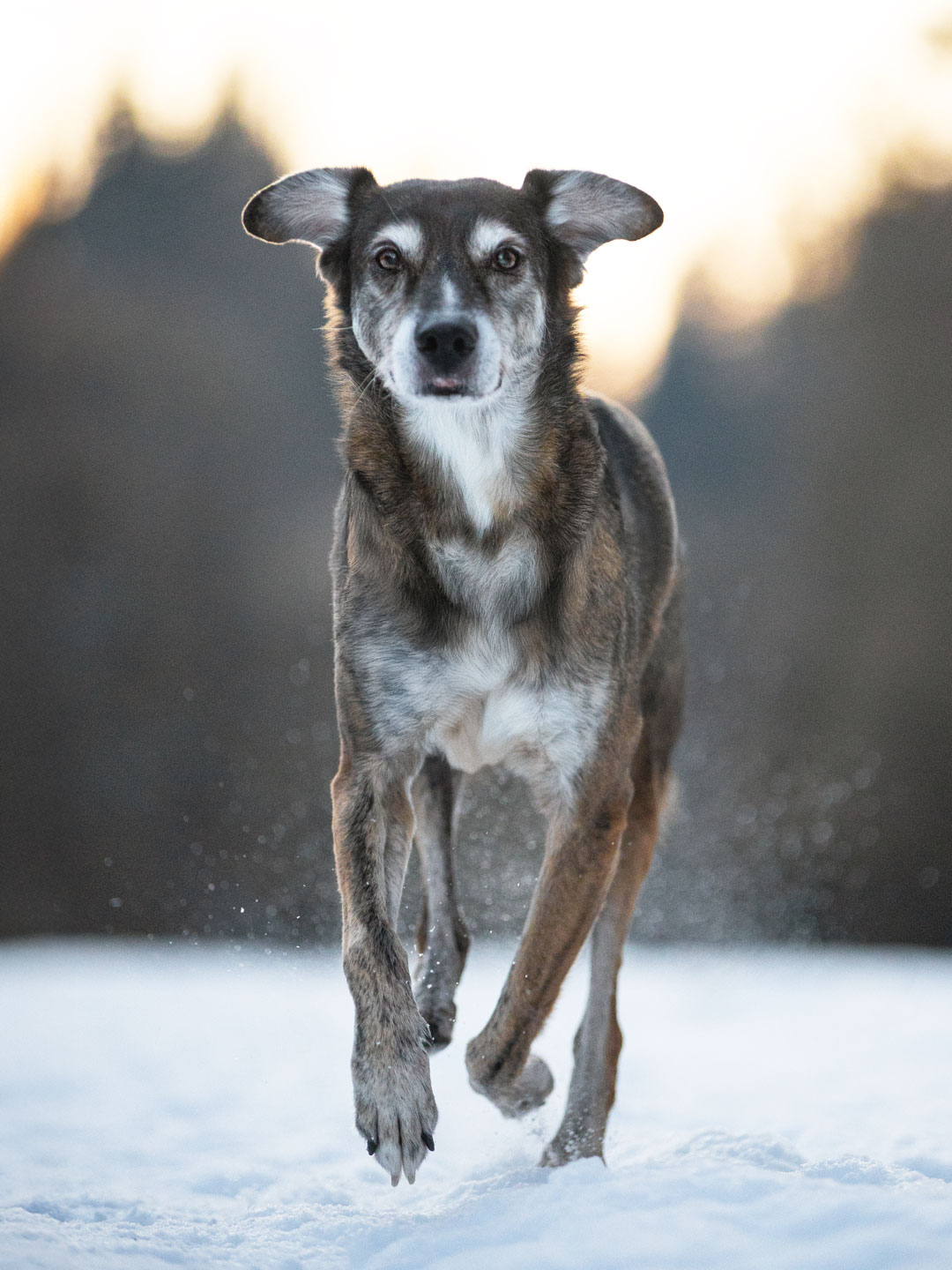 Actionshoot von Jack im Schnee
