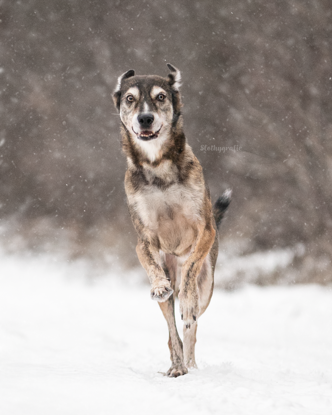 Hundeshooting mit Jack im Schnee