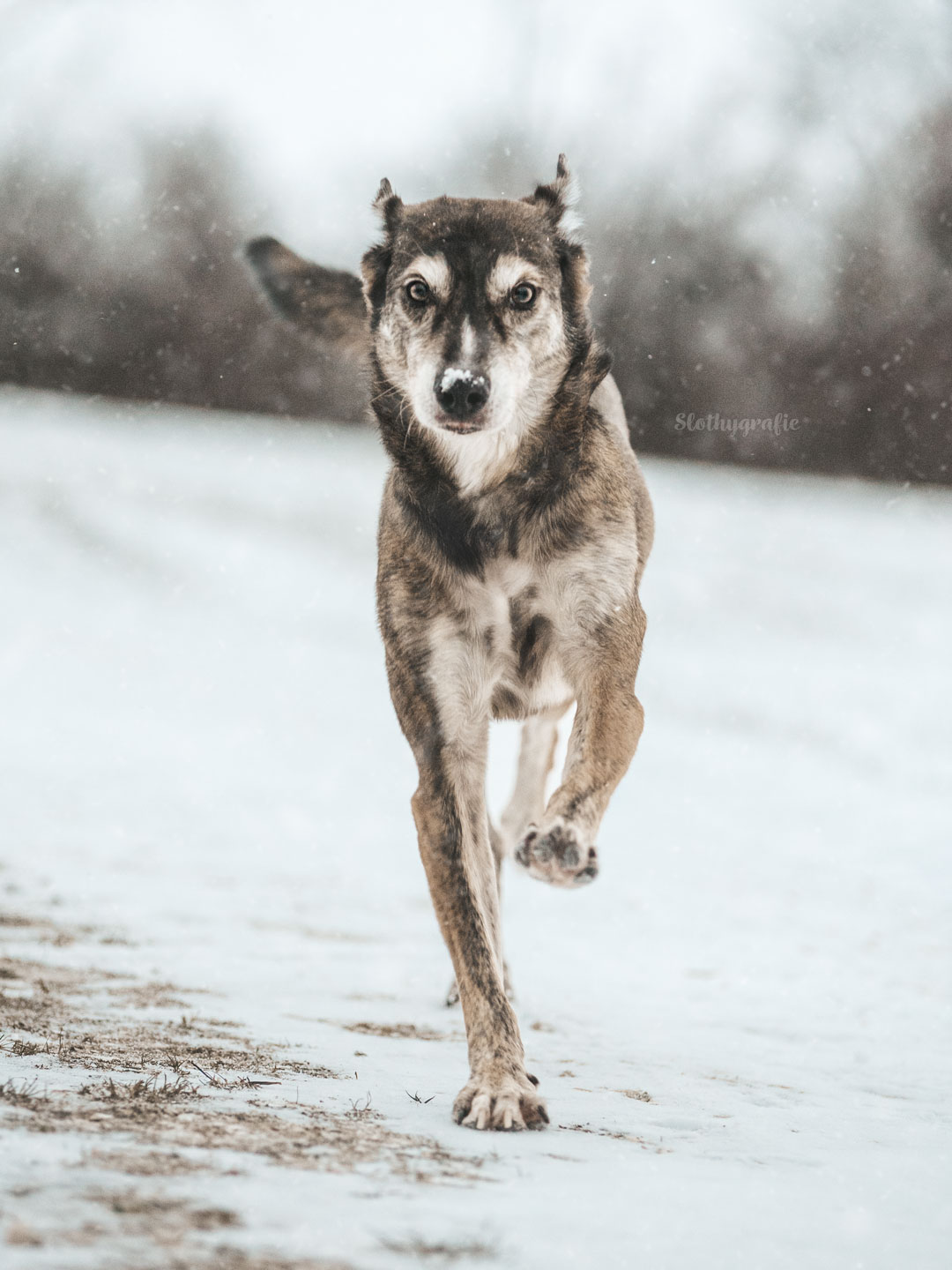 Schnee Hundeshooting von Jack
