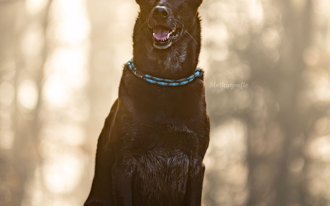 Hundeshooting im Dezember – Magisches Gegenlicht im Nebel von Heidenheim an der Brenz