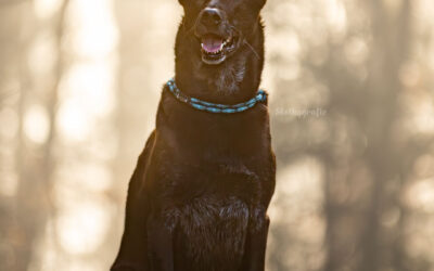 Hundeshooting im Dezember – Magisches Gegenlicht im Nebel von Heidenheim an der Brenz