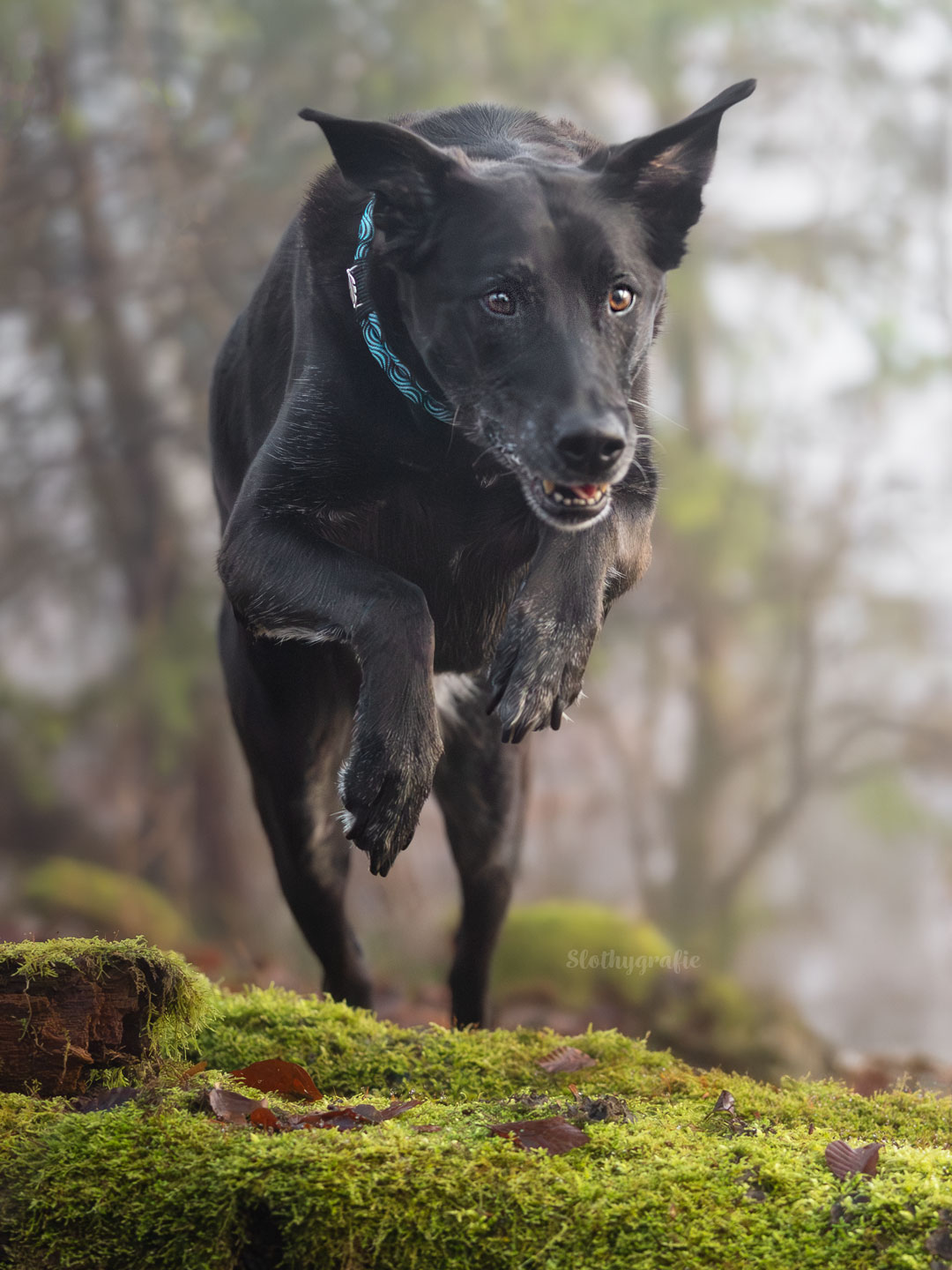 Hundefotoshooting bei sanftem Licht in Heidenheim