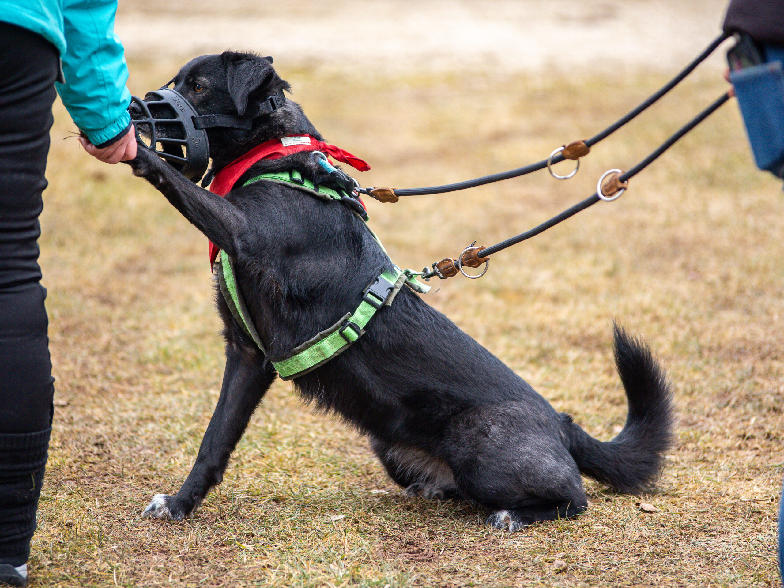 Lia auf dem Bark Date