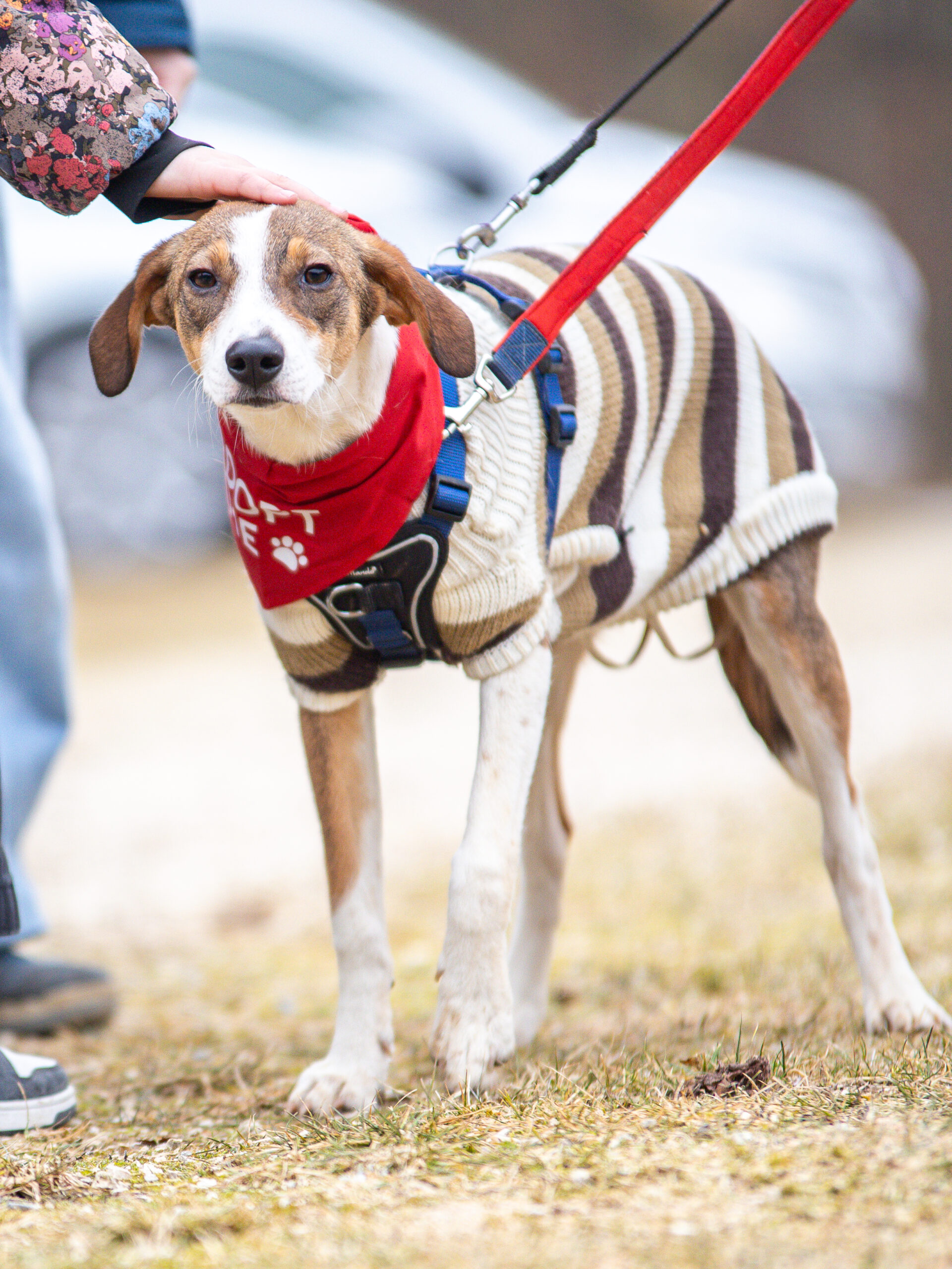 Die kleine Lore auf dem Bark Date in Ellwangen