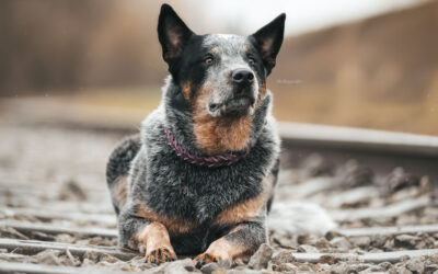 Fotowalk Ende 2025: Hundeshooting bei München auf Gleisen – ein echtes Highlight