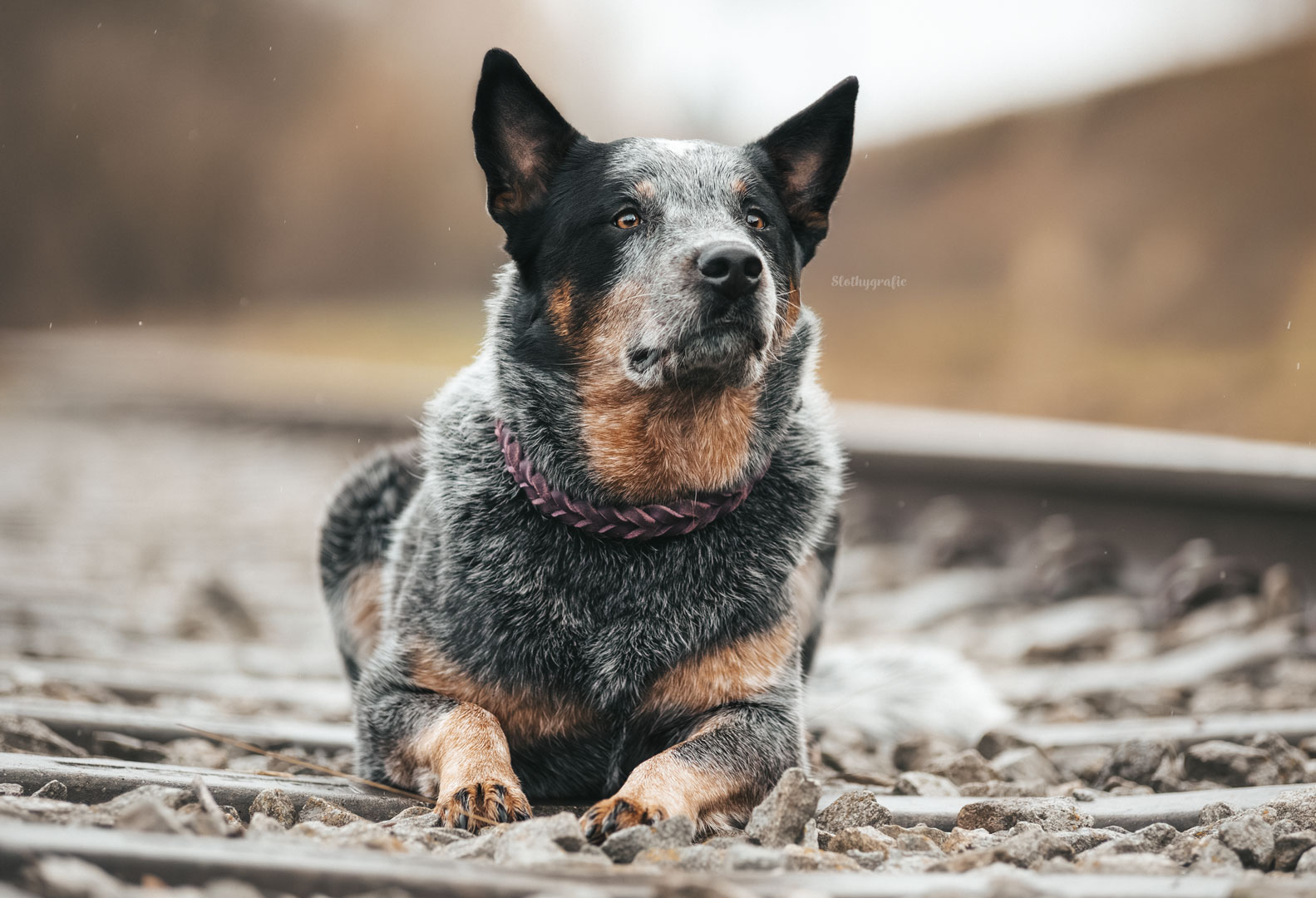 Gleißenshooting mit Murphy 