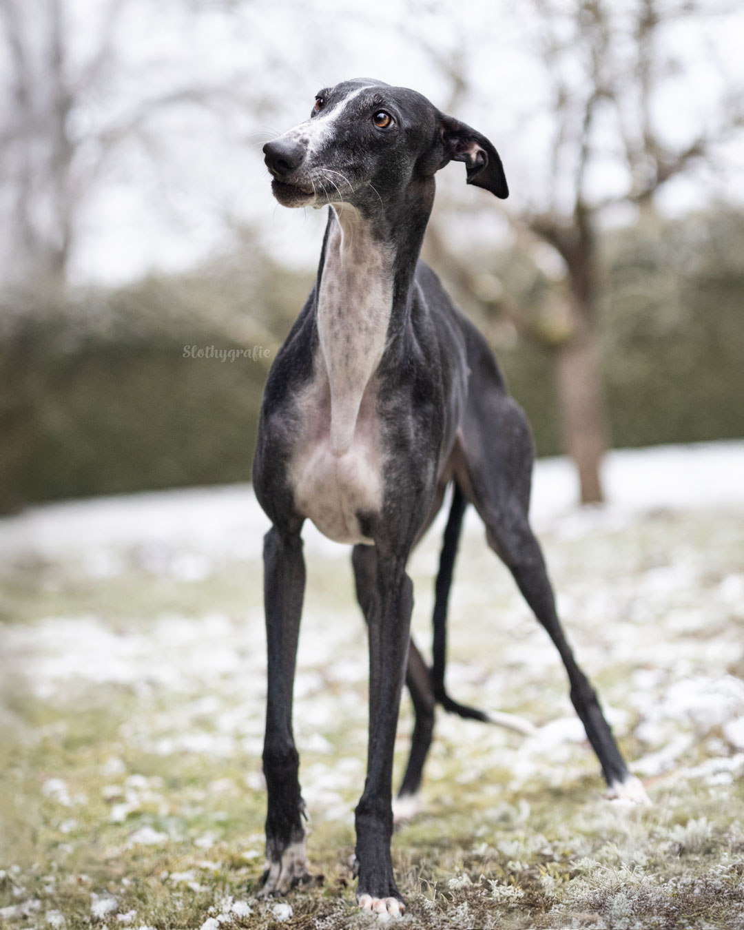 Naomi Amy Galgo Windhundshooting