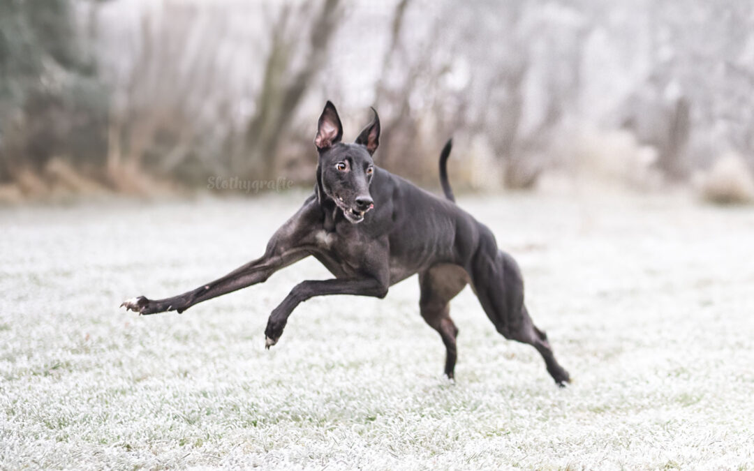 Weihnachtswunder Shooting zwischen den Jahren – Galgos im Fokus | Tierfotografie Donau-Ries