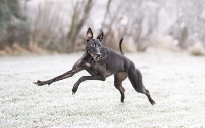 Weihnachtswunder Shooting zwischen den Jahren – Galgos im Fokus | Tierfotografie Donau-Ries