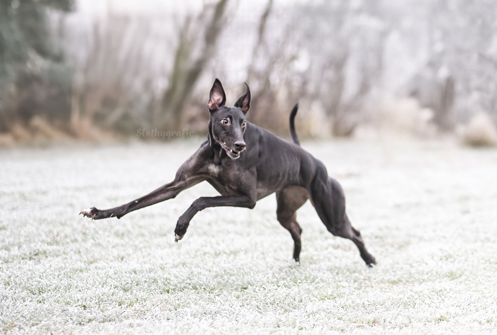 Weihnachts Pferdeshooting in Aresing