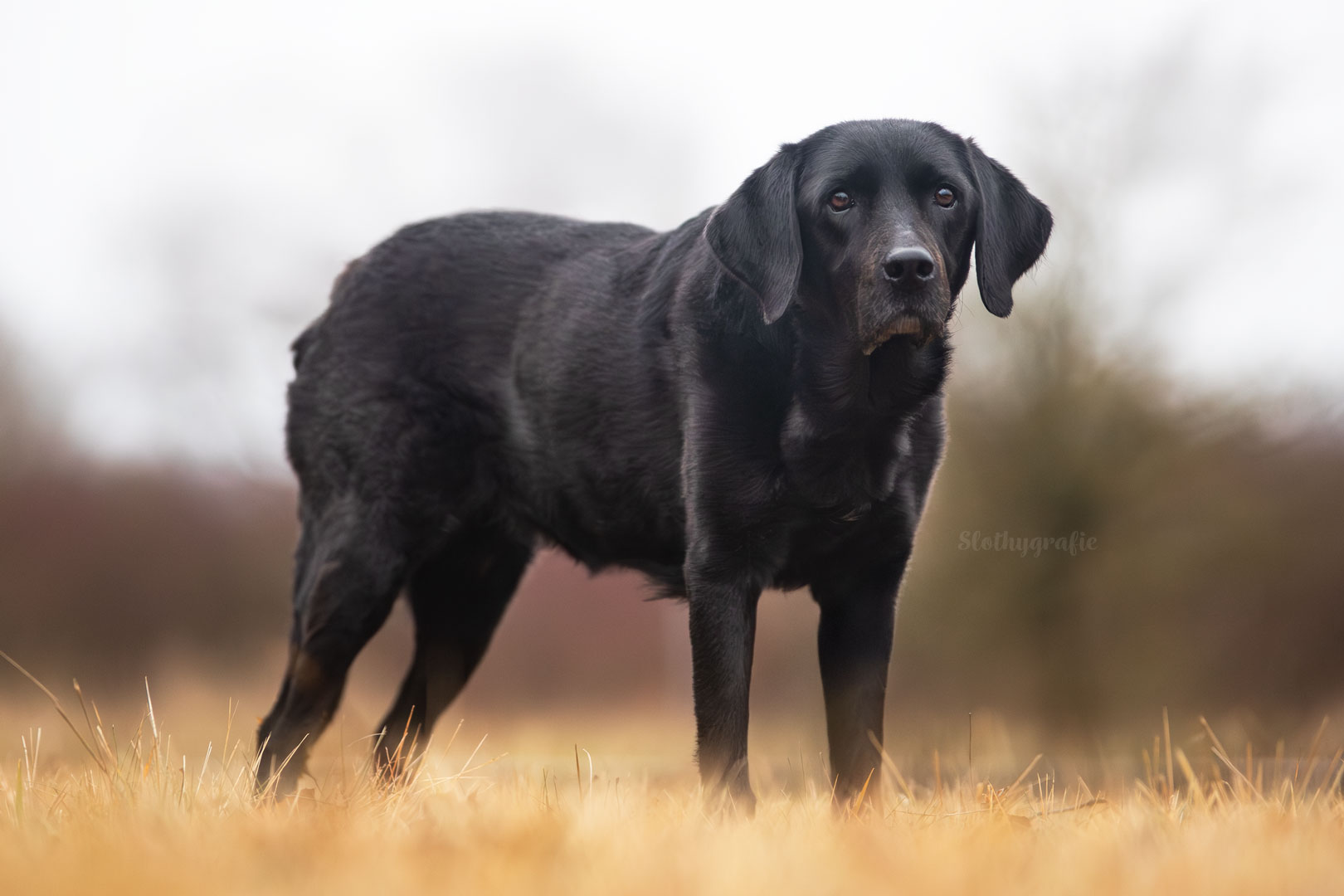 Fotowalk mit Wanda auf Gleisen
