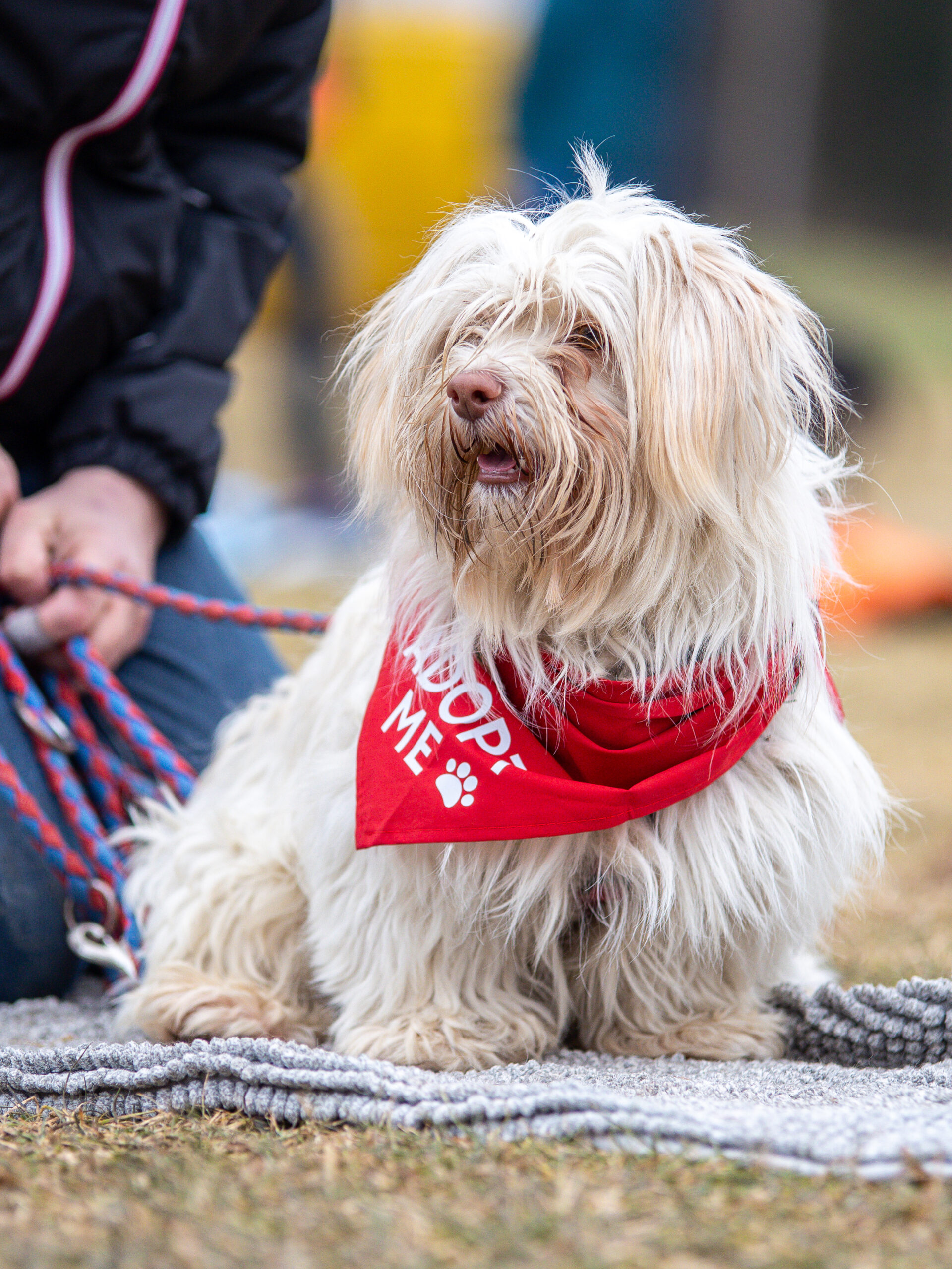 Lucky auf dem Bark Date