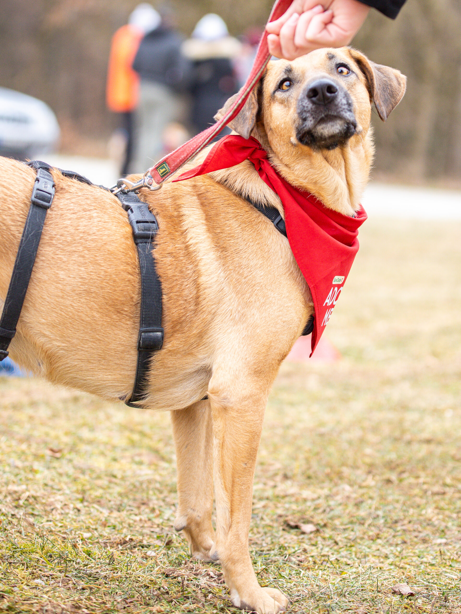 Noela auf dem Bark Date