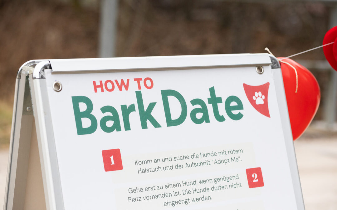 Bark Date Wochenende: Als Fotografin beim Bark Date in Würzburg & Ellwangen 🐾📸