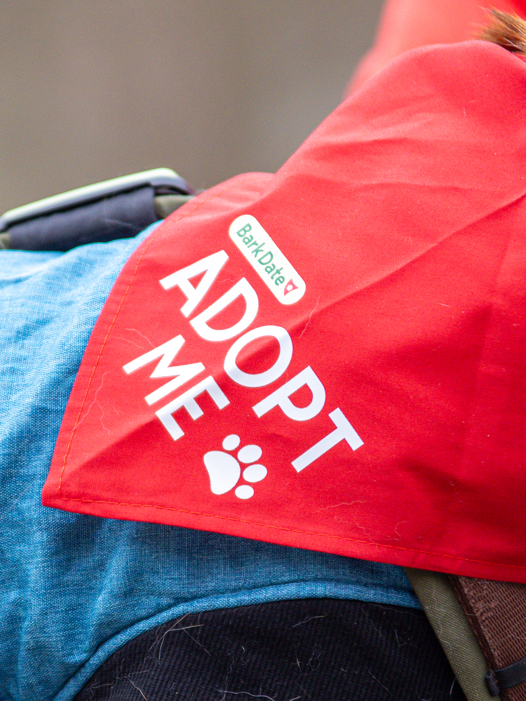 Adopt Me Hundeschal  auf dem Bark Date in Ellwangen 