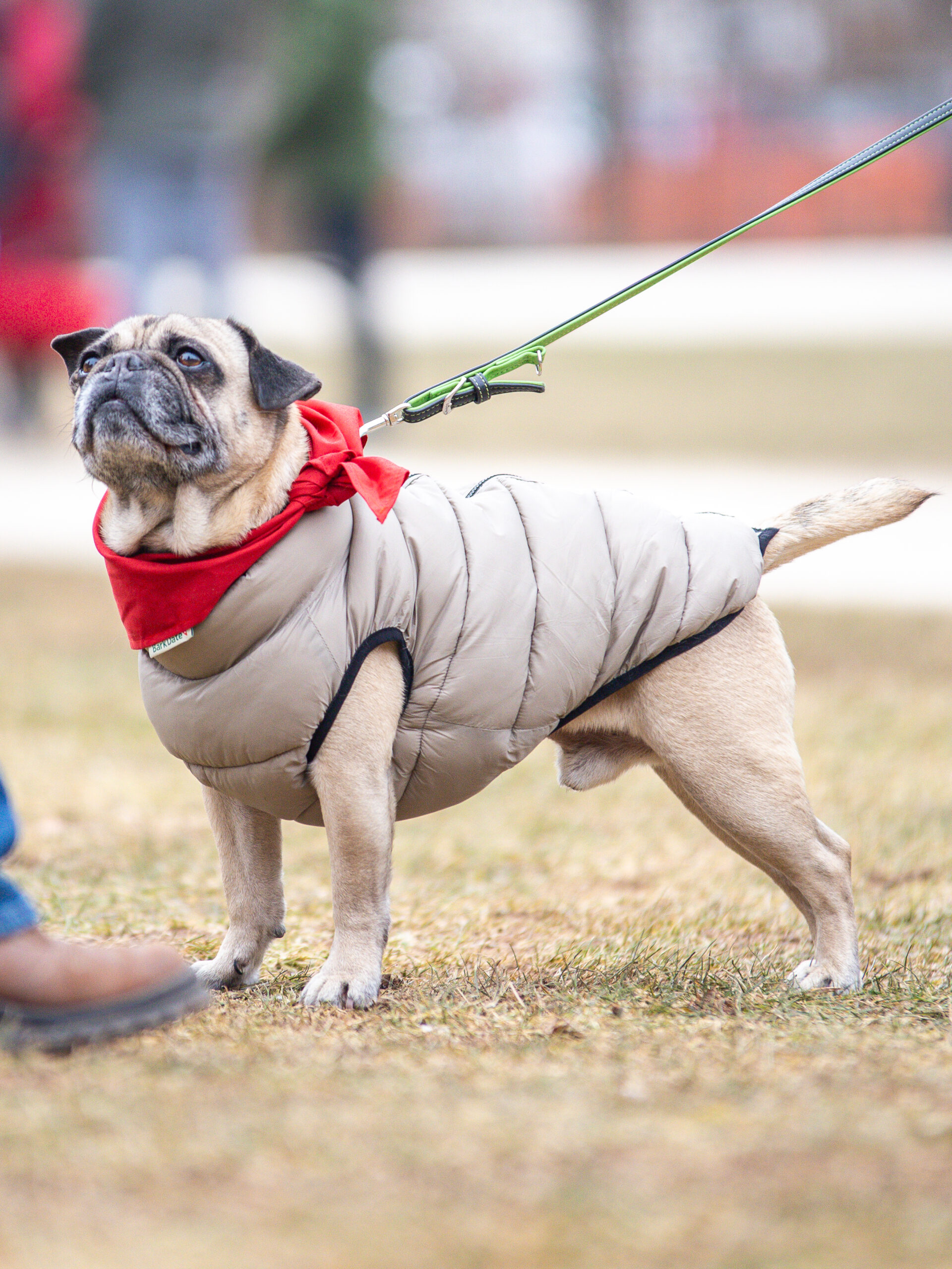 Mops Charli auf dem Bark Date