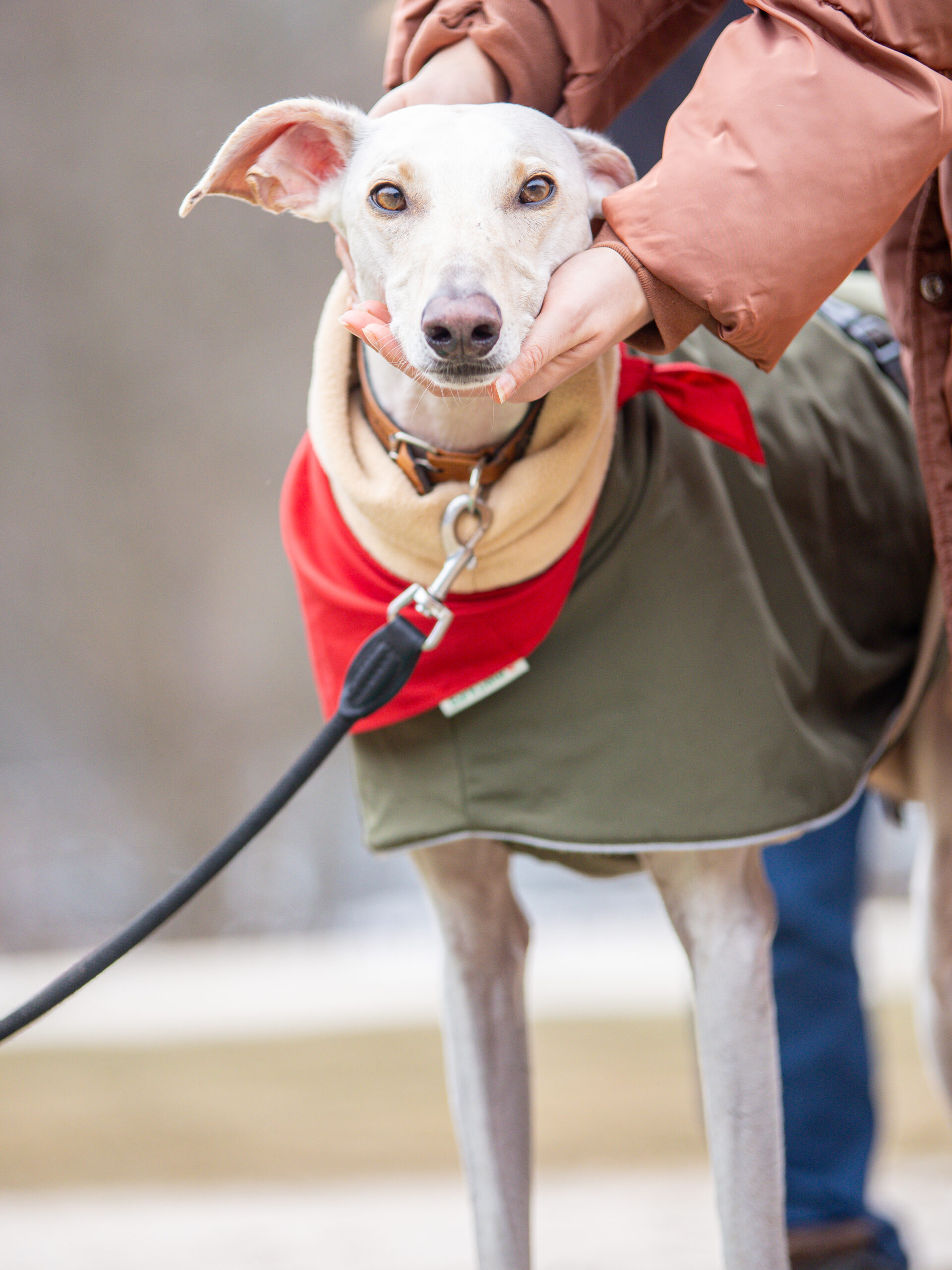 Bark Date in Ellwangen mit dem Galgo Freddy