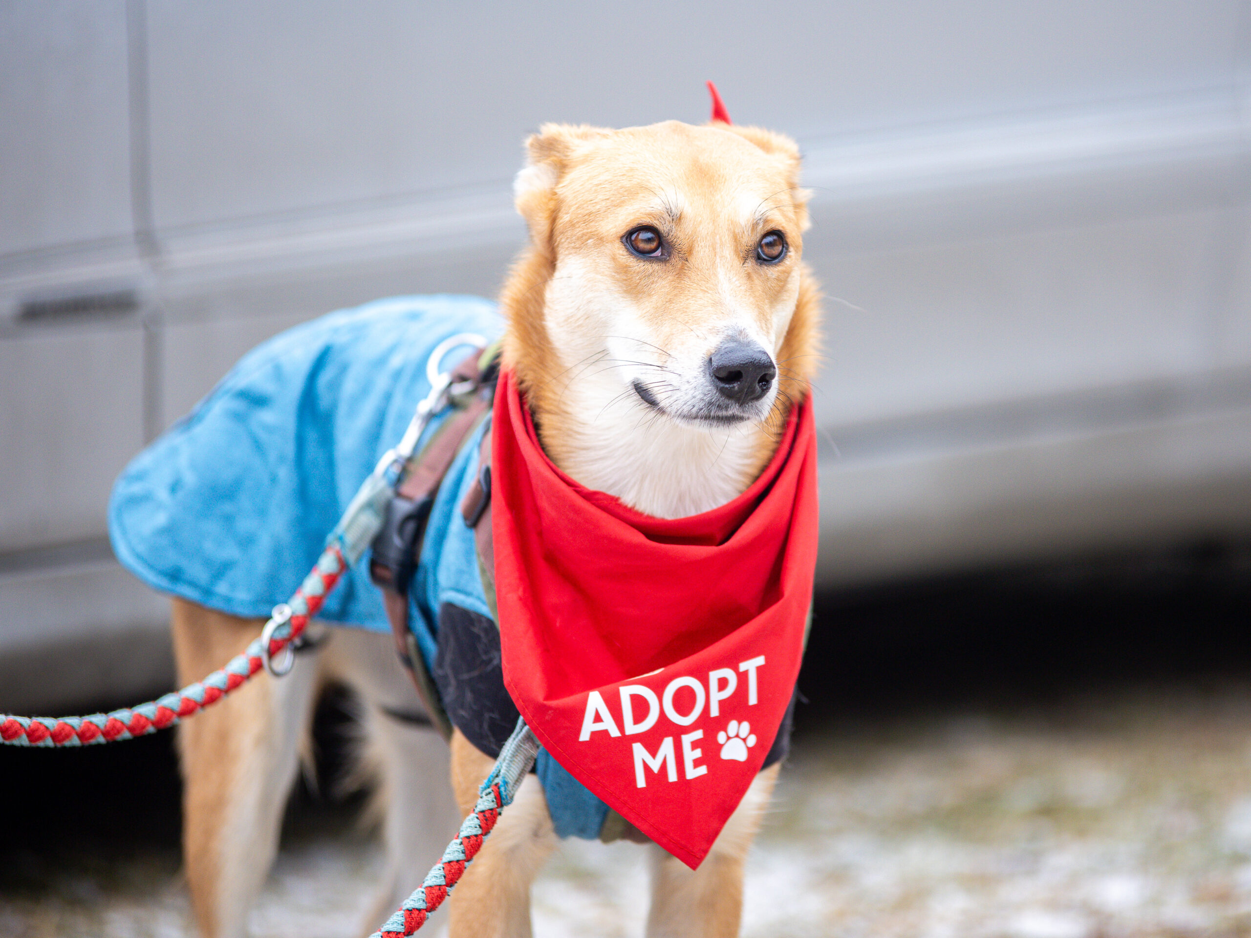 Liska auf dem Ellwangener Bark Date