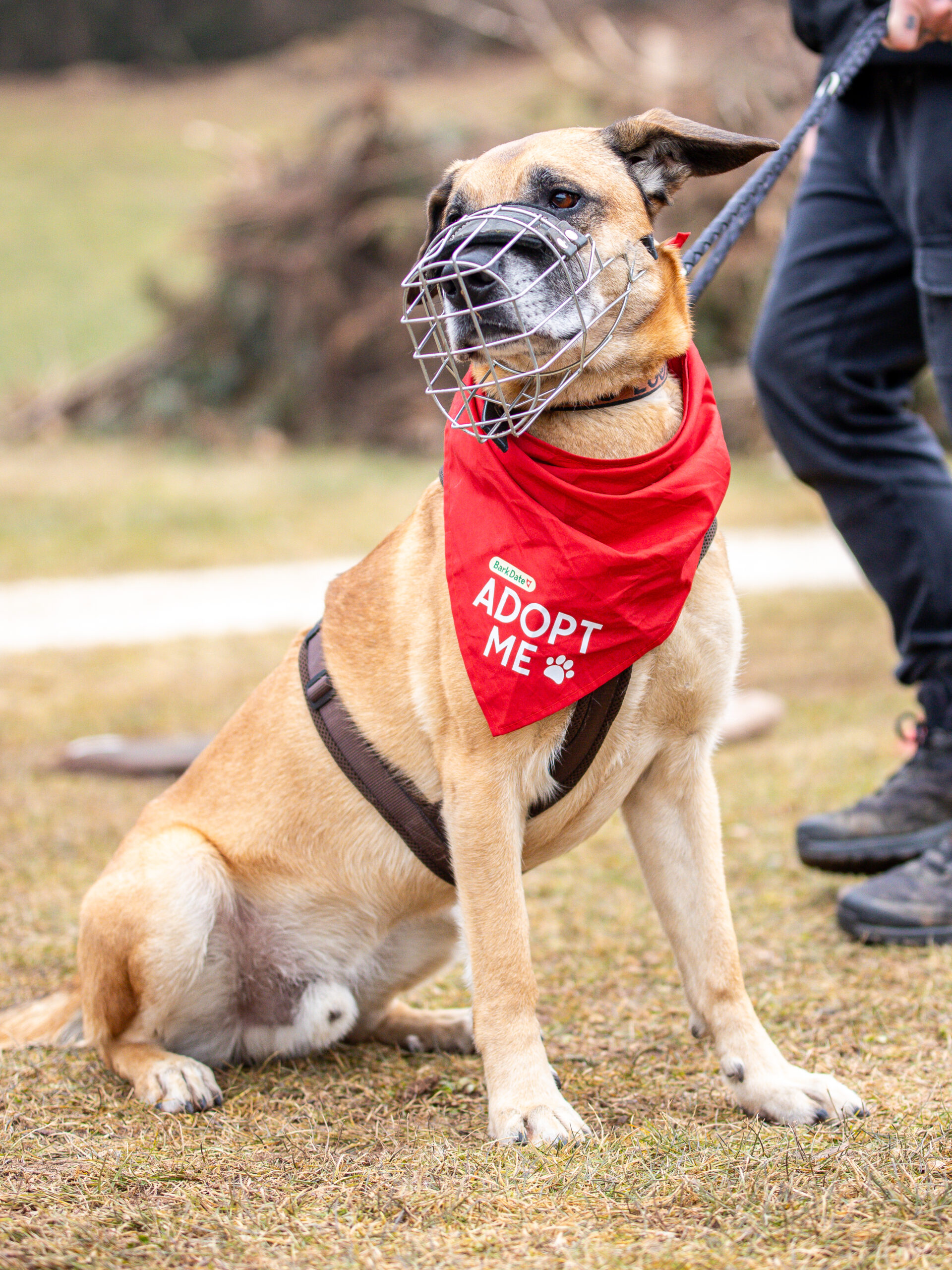 Hundeshooting mit Loui 