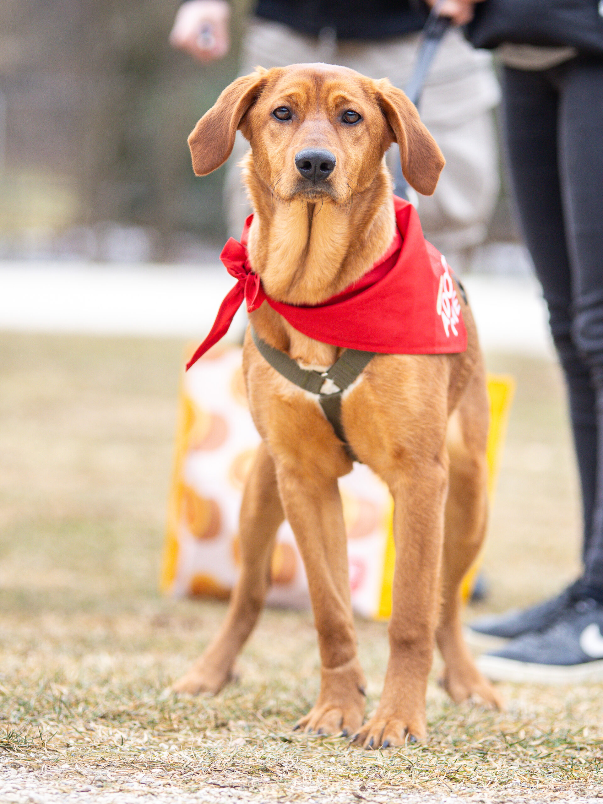 Lyra auf dem Bark Date