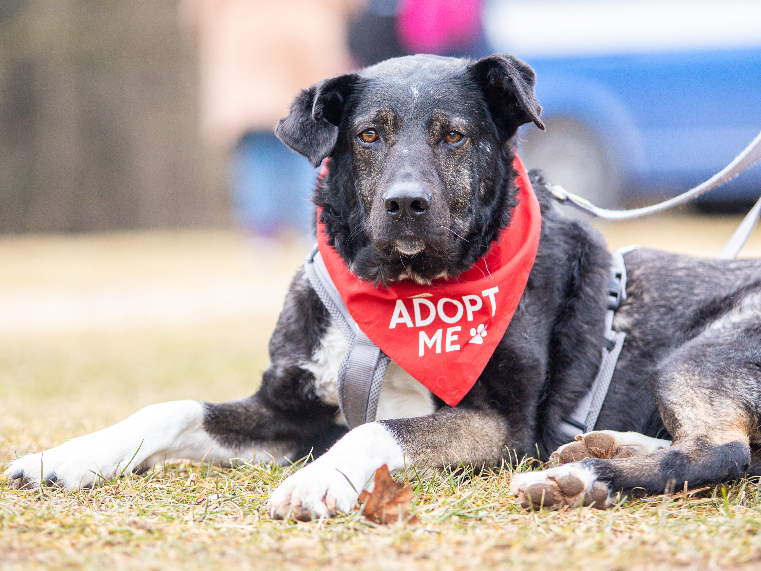 Tiya auf dem Bark Date